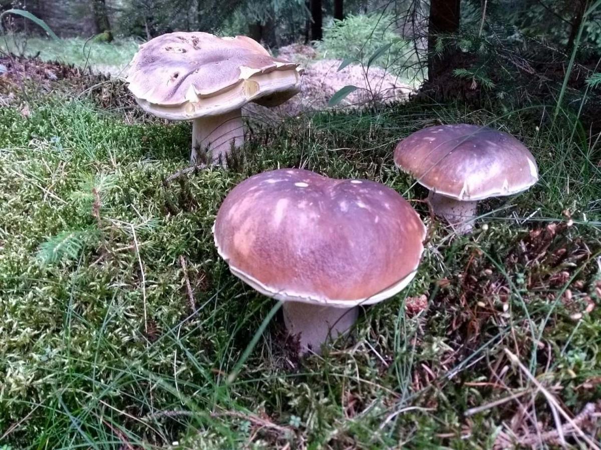 Chalupa Medenecka Kovarska Luaran gambar